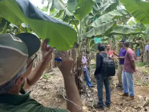 Lacuna consultants with the farmers in Ghana Banana farms