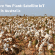Cotton Field